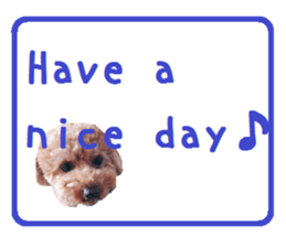Toy poodle the Muck simple sticker sticker #15572486