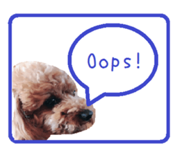 Toy poodle the Muck simple sticker sticker #15572487