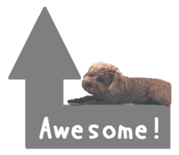 Toy poodle the Muck simple sticker sticker #15572490