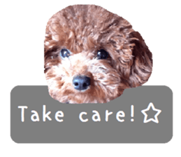 Toy poodle the Muck simple sticker sticker #15572493