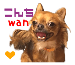 Real DOG Brown Chihuahua sticker #15574034