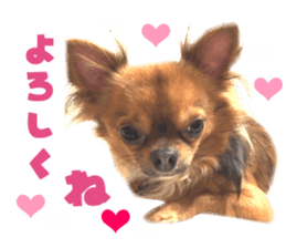 Real DOG Brown Chihuahua sticker #15574038