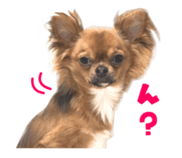 Real DOG Brown Chihuahua sticker #15574039