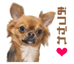 Real DOG Brown Chihuahua sticker #15574043