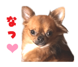 Real DOG Brown Chihuahua sticker #15574046