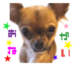 Real DOG Brown Chihuahua sticker #15574047