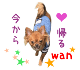 Real DOG Brown Chihuahua sticker #15574049