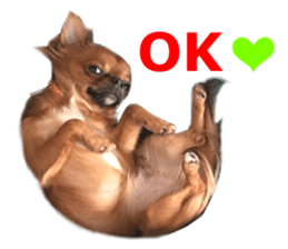 Real DOG Brown Chihuahua sticker #15574053