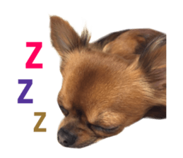 Real DOG Brown Chihuahua sticker #15574056
