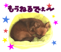 Real DOG Brown Chihuahua sticker #15574057