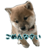 Shibainu puppy sticker #15574410