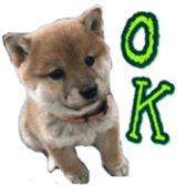 Shibainu puppy sticker #15574411