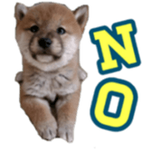 Shibainu puppy sticker #15574412