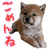 Shibainu puppy sticker #15574413
