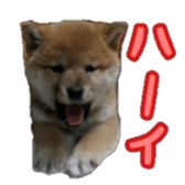 Shibainu puppy sticker #15574414