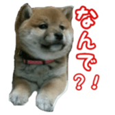 Shibainu puppy sticker #15574415