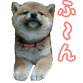 Shibainu puppy sticker #15574416