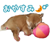 Shibainu puppy sticker #15574417