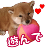 Shibainu puppy sticker #15574418