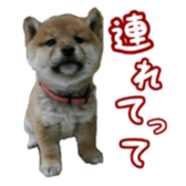 Shibainu puppy sticker #15574419