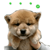Shibainu puppy sticker #15574420
