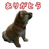 Shibainu puppy sticker #15574421