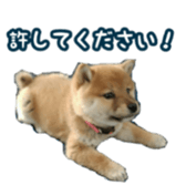 Shibainu puppy sticker #15574422