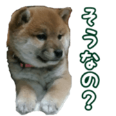 Shibainu puppy sticker #15574423