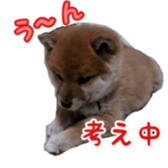 Shibainu puppy sticker #15574424