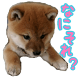 Shibainu puppy sticker #15574425