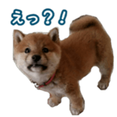 Shibainu puppy sticker #15574426