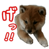 Shibainu puppy sticker #15574427
