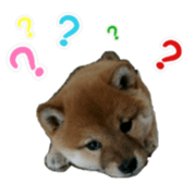Shibainu puppy sticker #15574428
