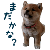 Shibainu puppy sticker #15574429