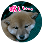 Shibainu puppy sticker #15574430