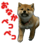 Shibainu puppy sticker #15574431