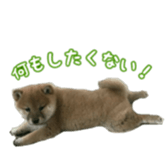 Shibainu puppy sticker #15574432