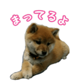 Shibainu puppy sticker #15574433