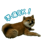 Shibainu puppy sticker #15574434