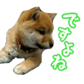 Shibainu puppy sticker #15574435