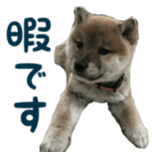 Shibainu puppy sticker #15574436