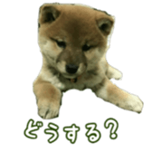 Shibainu puppy sticker #15574437