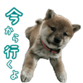 Shibainu puppy sticker #15574438