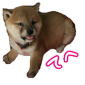 Shibainu puppy sticker #15574439