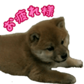 Shibainu puppy sticker #15574440