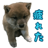 Shibainu puppy sticker #15574441