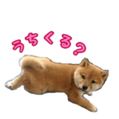Shibainu puppy sticker #15574444
