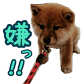 Shibainu puppy sticker #15574445