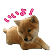 Shibainu puppy sticker #15574446