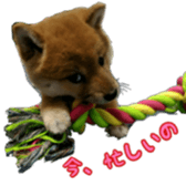 Shibainu puppy sticker #15574447